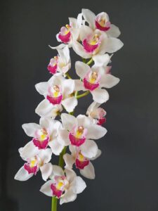Orchidee wit