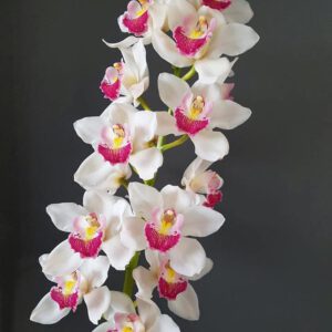 Orchidee