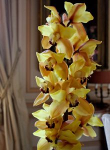 Orchidee geel