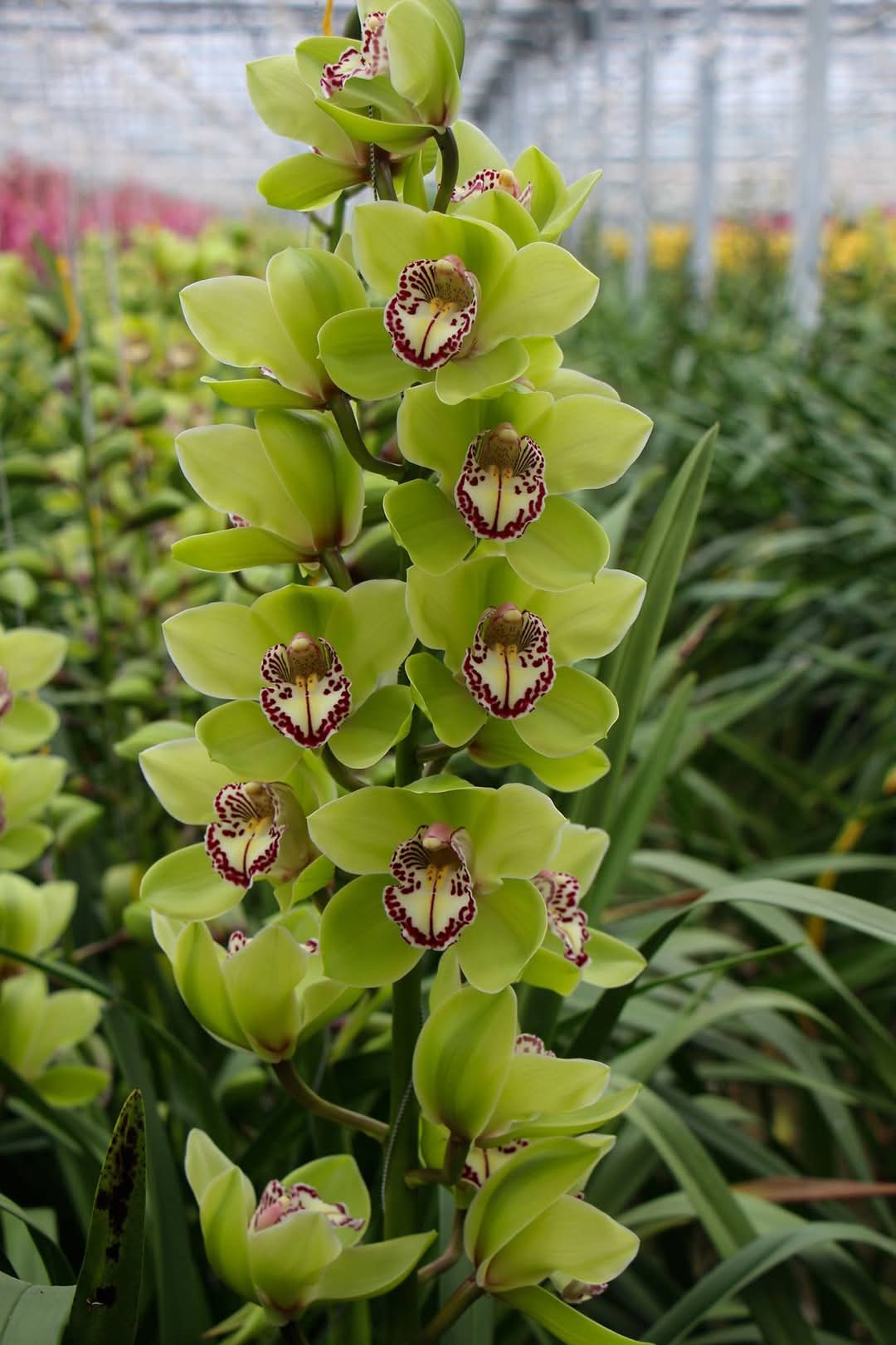 Orchidee groen