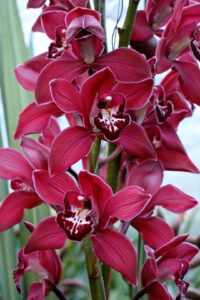 Orchidee paars