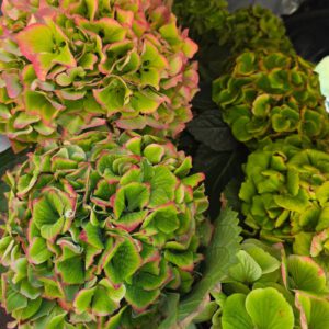 Hortensia Groot (3 stuks)