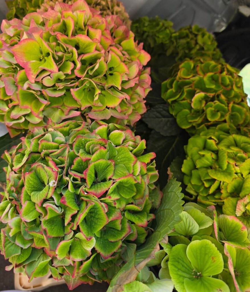 Hortensia Groot (3 stuks)