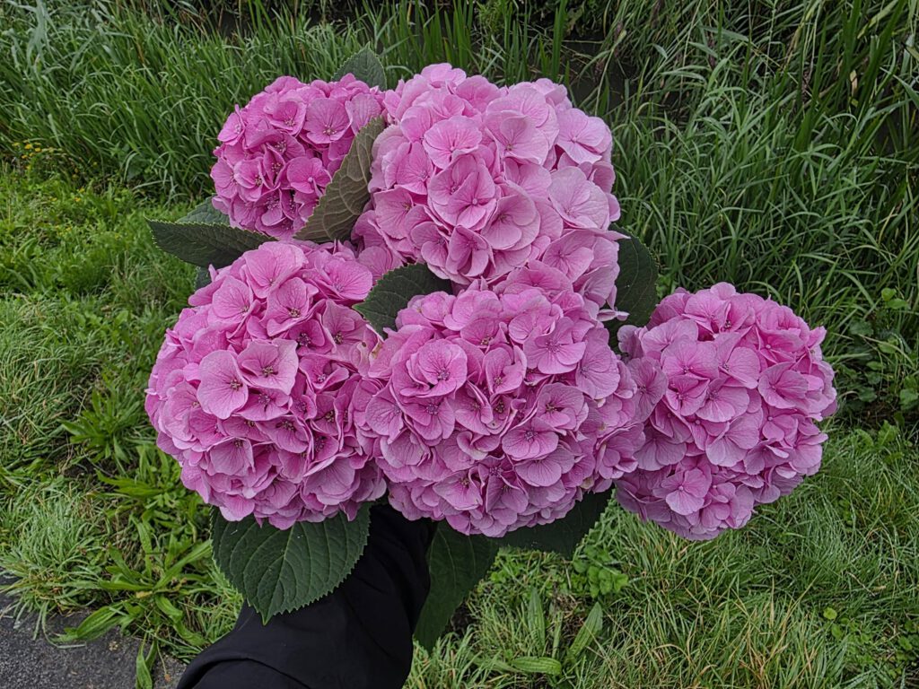Hortensia klein 5 stuks
