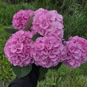 Hortensia klein 5 stuks