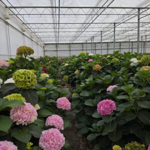 Hortensia Groot (3 stuks)
