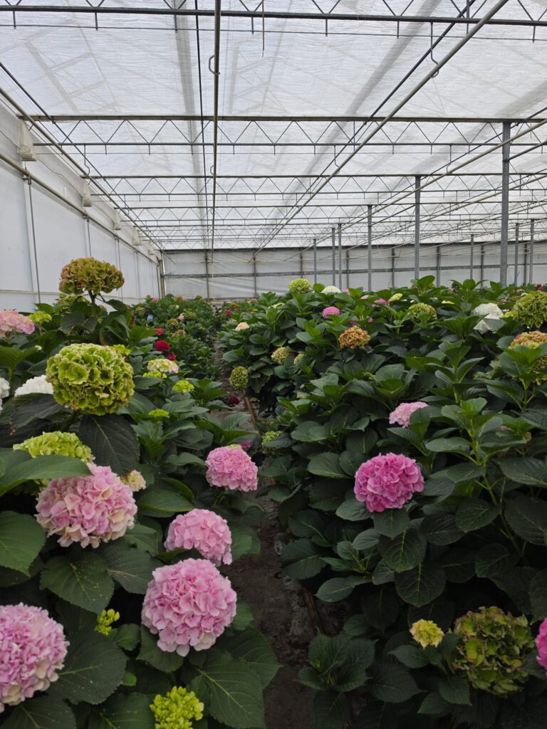 Hortensia Groot (3 stuks)